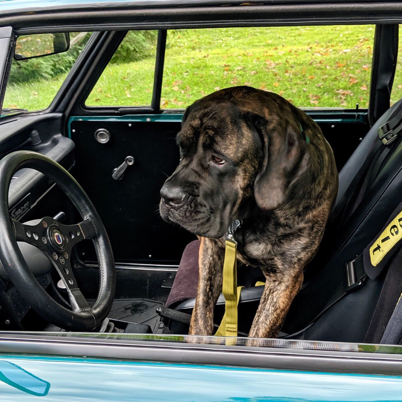 Illustration for article titled Cars & Coffee Also Dog